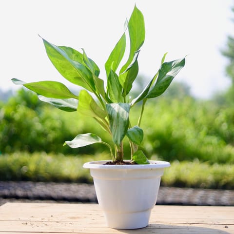 Aglaonema Sliver Queen in 10 Inch Classy White Plastic Pot