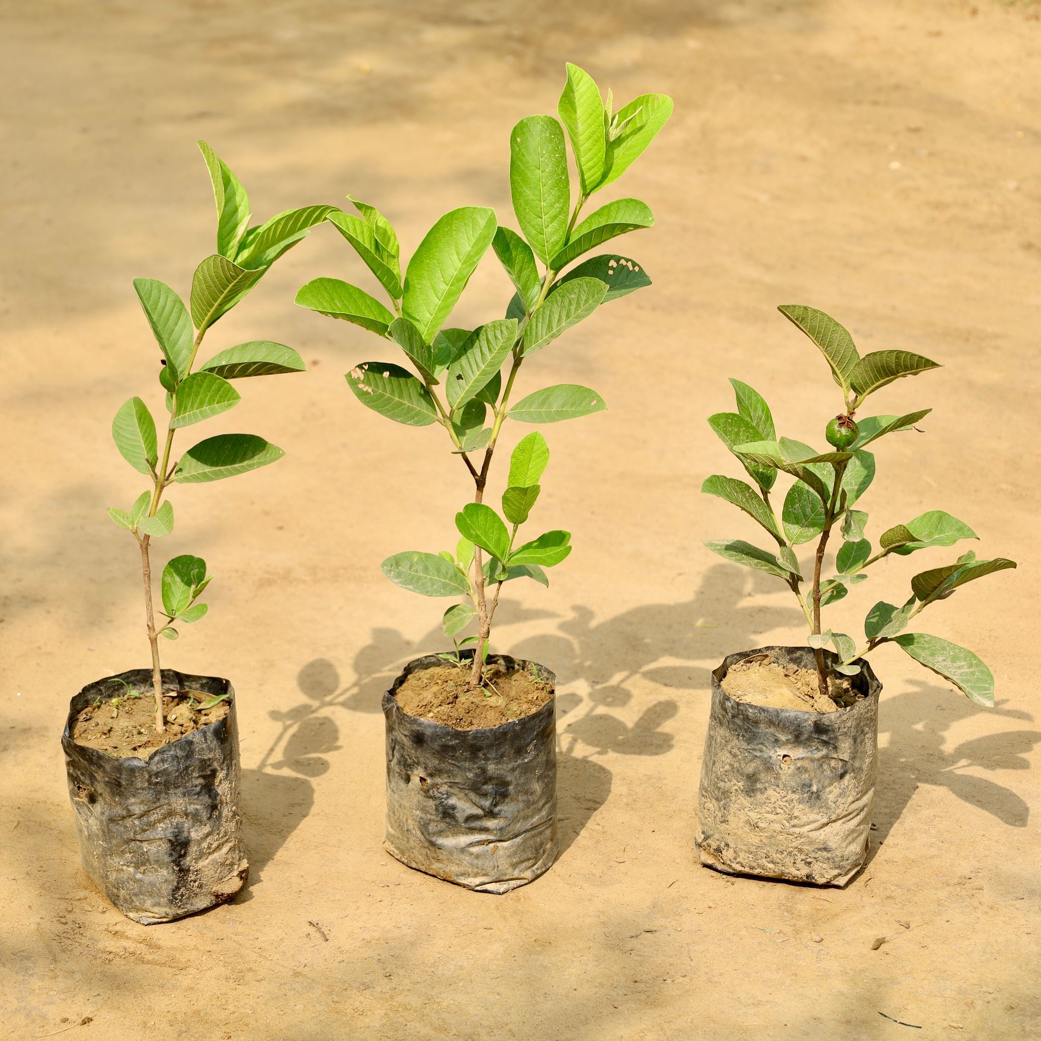 Set of 3 - Amrood / Guava in 7 Inch Nursery Bag