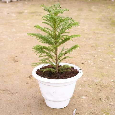 Araucaria / Christmas Tree in 10 Inch Classy White Plastic Pot