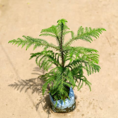 Araucaria /Christmas Tree (~ 2Ft ) in 8 Inch Nursery Bag