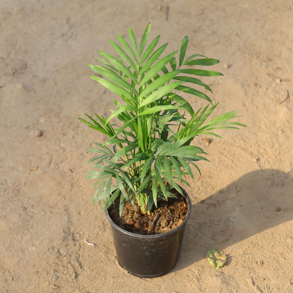 Buy Table Palm in 5 Inch Nursery Pot Online | Urvann.com Table Palm in 5 Inch Nursery Pot
