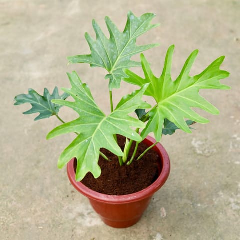 Philodendron Selloum in 10 Inch Classy Red Plastic Pot