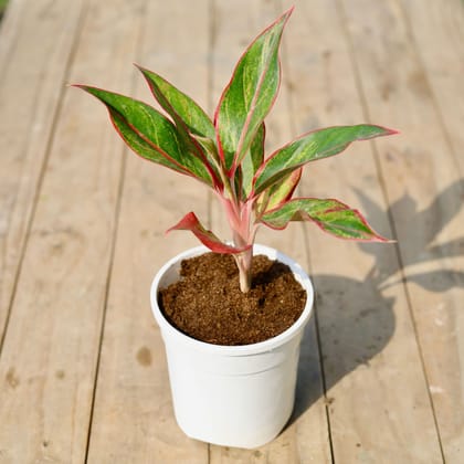 Buy Aglaonema Lipstick in 5 Inch Elegant White Plastic Pot Online | Urvann.com