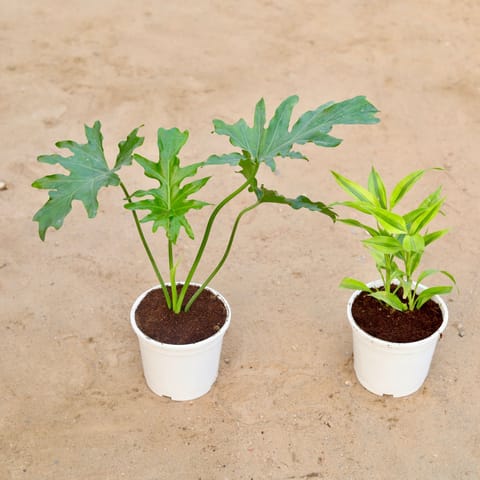 Set of 2 - Philodendron Selloum & Golden Lucky bamboo in 6 Inch White Nursery Pot