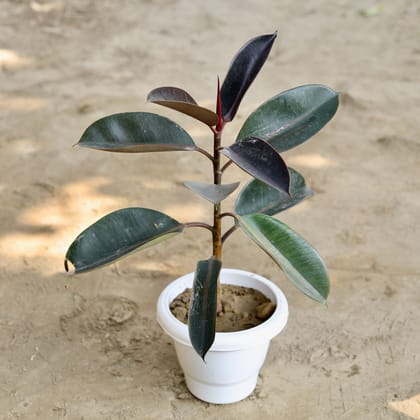 Buy Rubber Plant Black in 8 Inch Classy White Plastic Pot Online | Urvann.com
