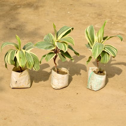 Buy Set of 3 - Dracaena Fragrans in 4 Inch Nursery Bag Online | Urvann.com