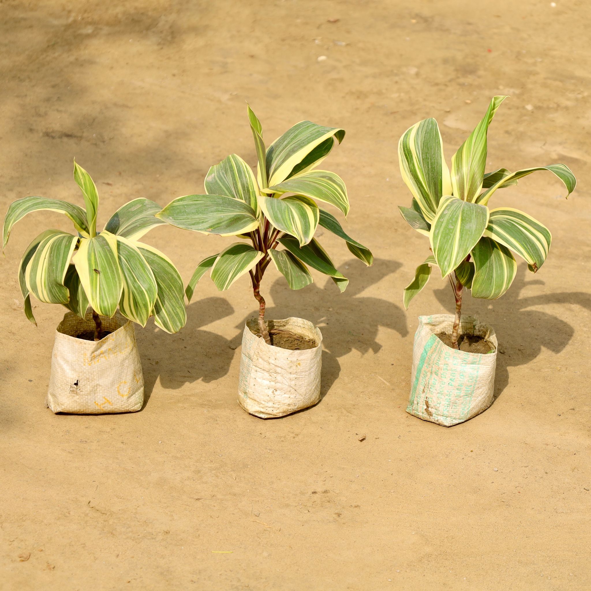 Set of 3 - Dracaena Fragrans in 4 Inch Nursery Bag