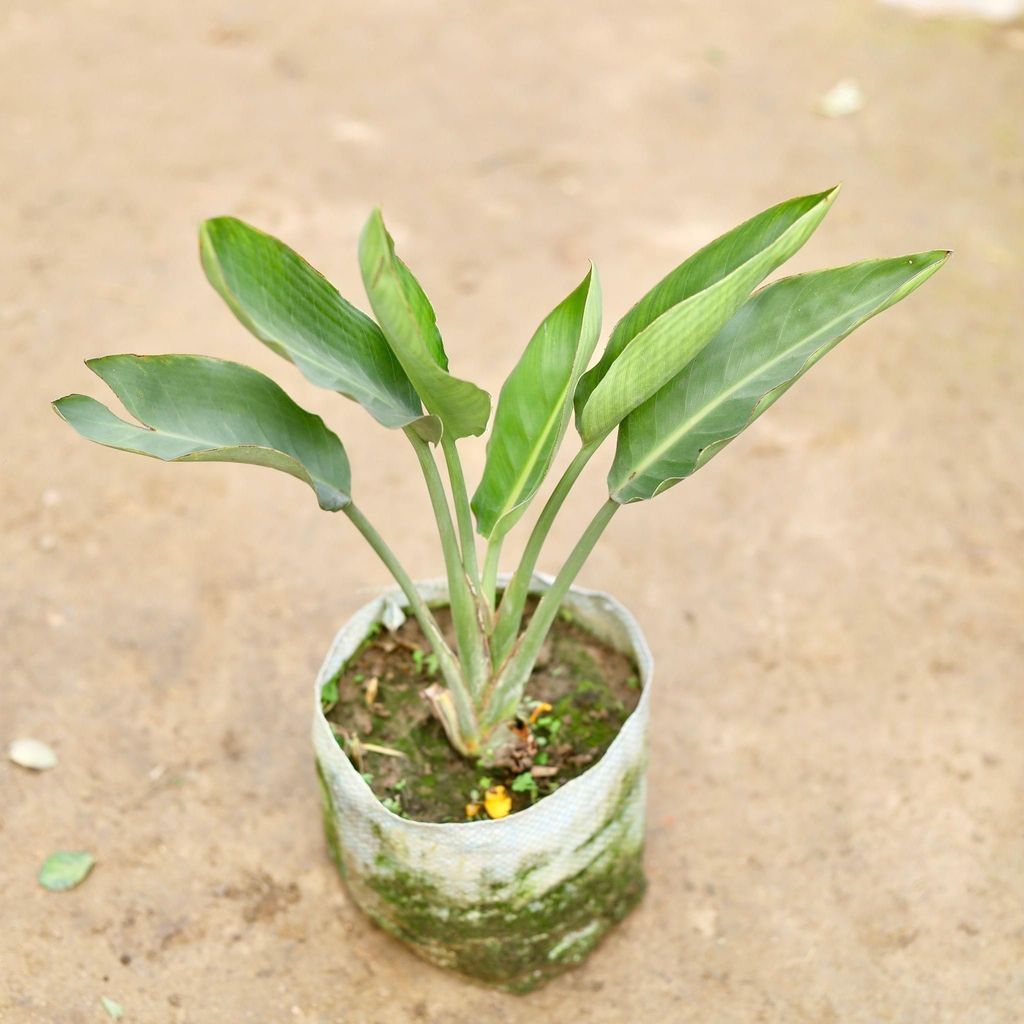Buy Bird of Paradise in 6 Inch Nursery Bag Online | Urvann.com Bird of Paradise in 6 Inch Nursery Bag