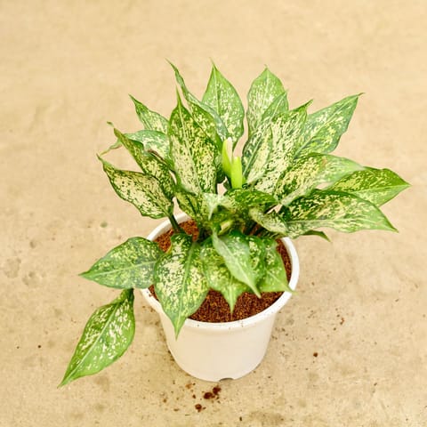 Aglaonema snow white in 8 Inch White Nursery Pot
