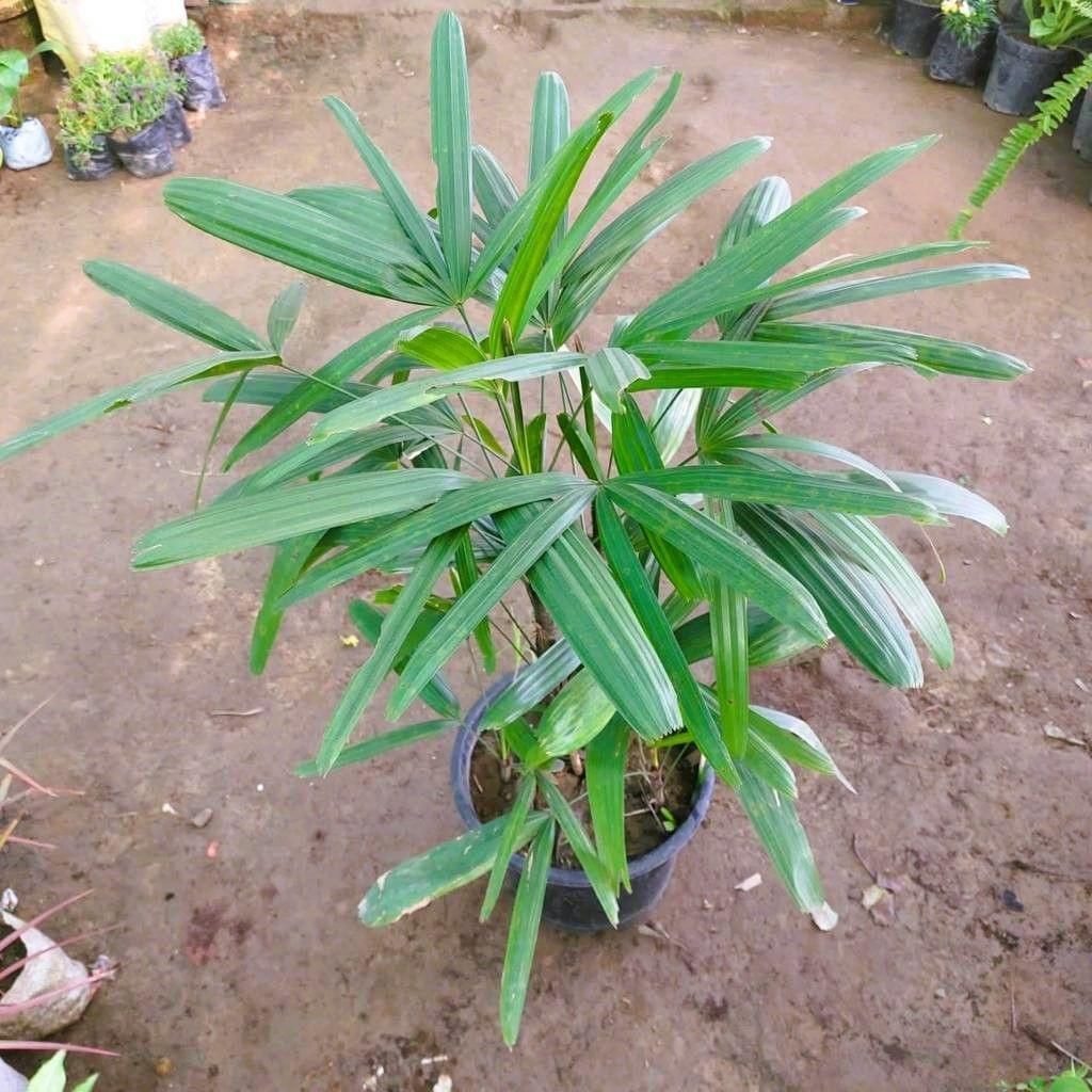 Buy Raphis Palm in 10 Inch Plastic Pot Online | Urvann.com Raphis Palm in 10 Inch Nursery Pot