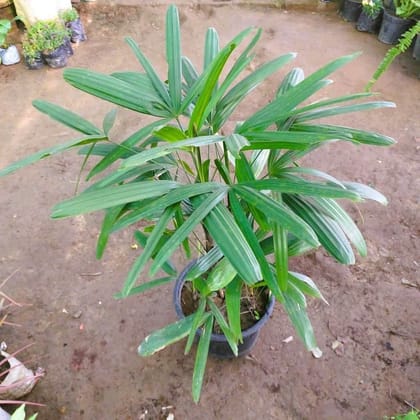 Buy Raphis Palm in 10 Inch Plastic Pot Online | Urvann.com
