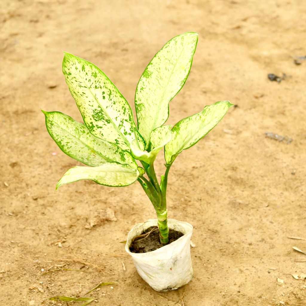 Dieffenbachia Mary in 8 Inch Nursery Bag