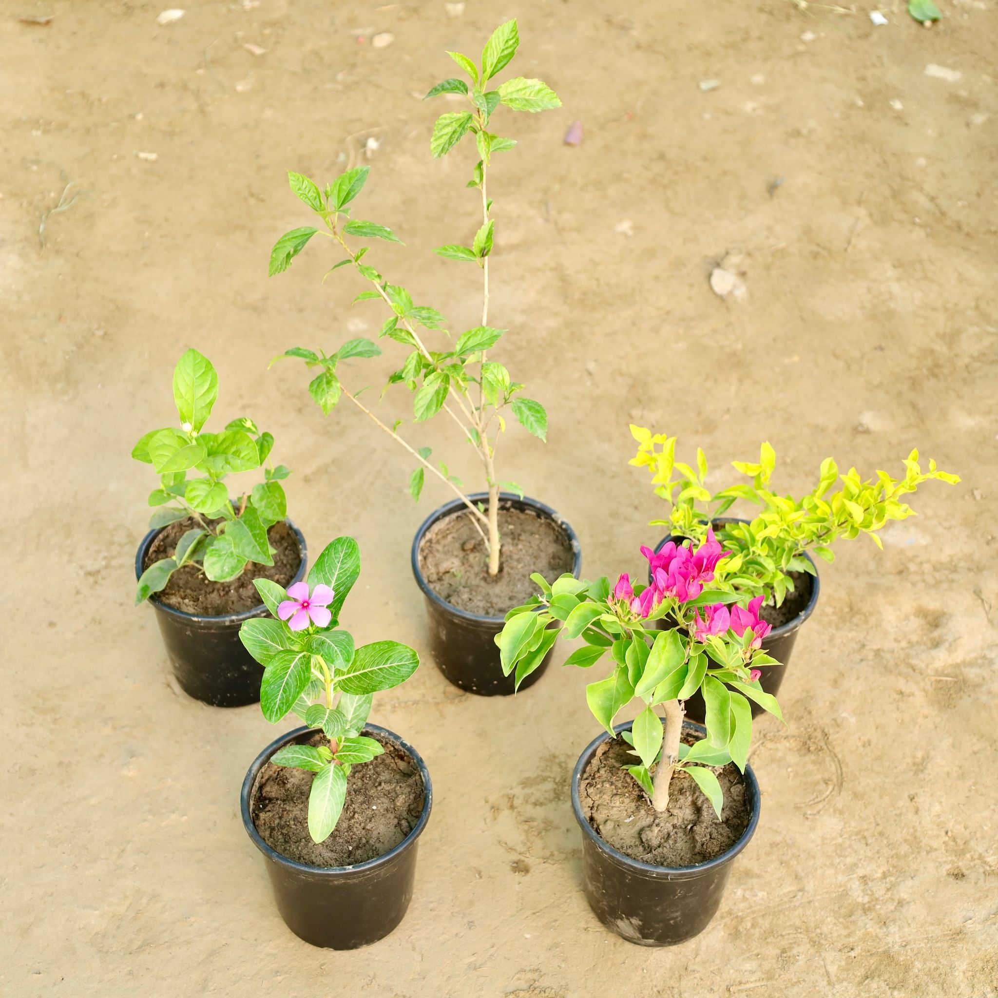 The Desi Bloom Garden - Set of 5 - Motia / Jasmine, Hibiscus / Gudhal, Golden Duranta, Periwinkle / Sadabahar / Vinca & Bougainvillea (Any Colour) in 6 Inch Nursery Pot