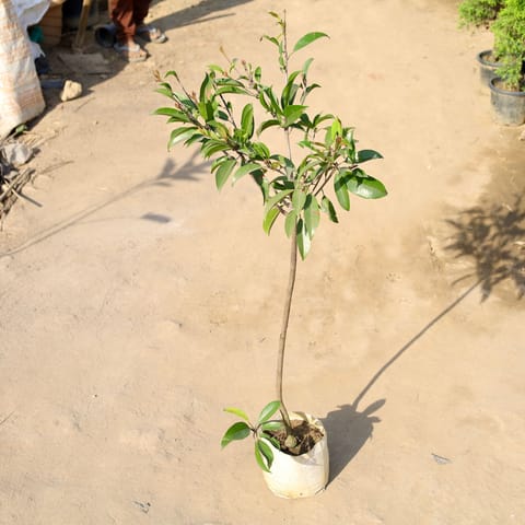 Chiku / Sapodilla in 9 Inch Nursery bag
