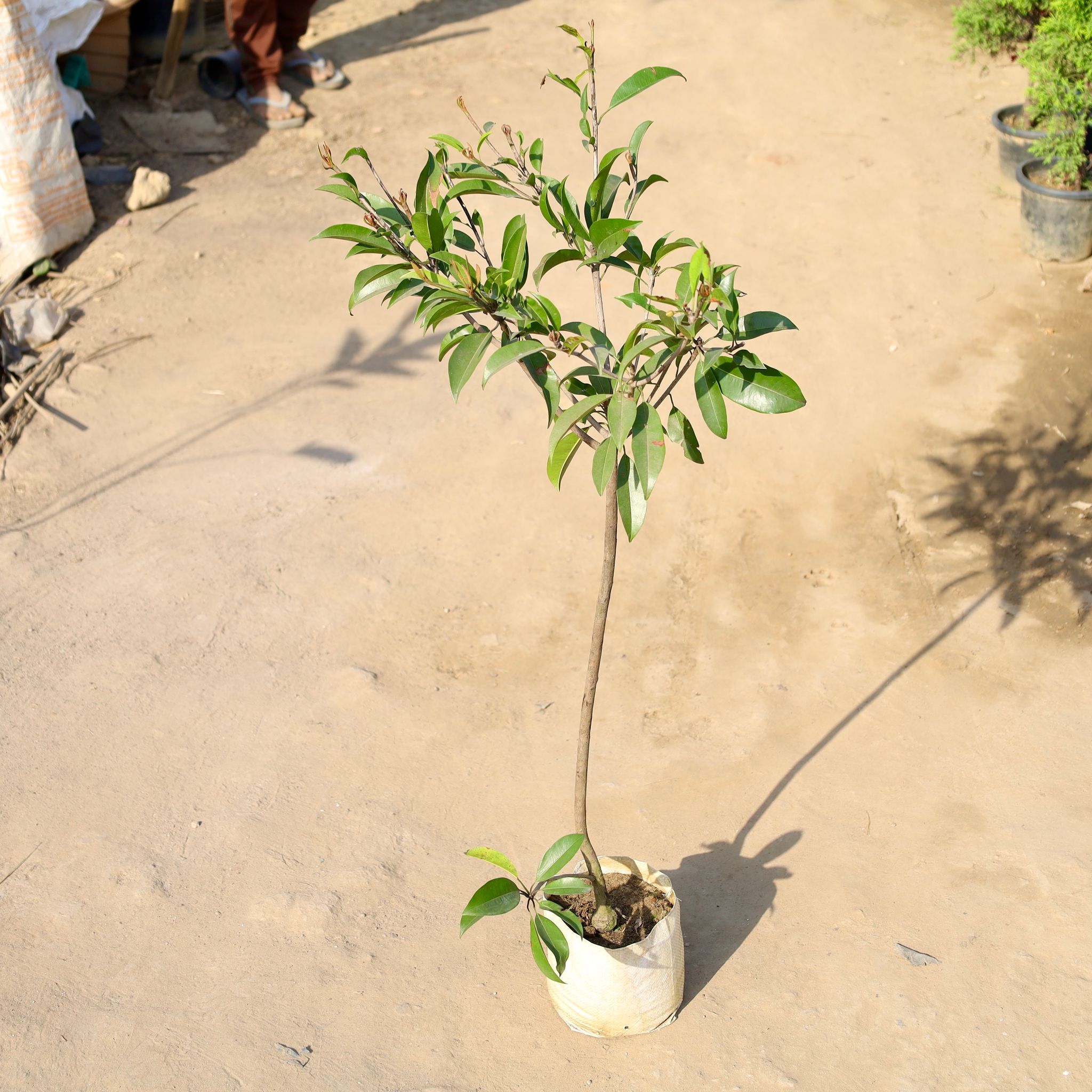 Chiku / Sapodilla in 9 Inch Nursery bag