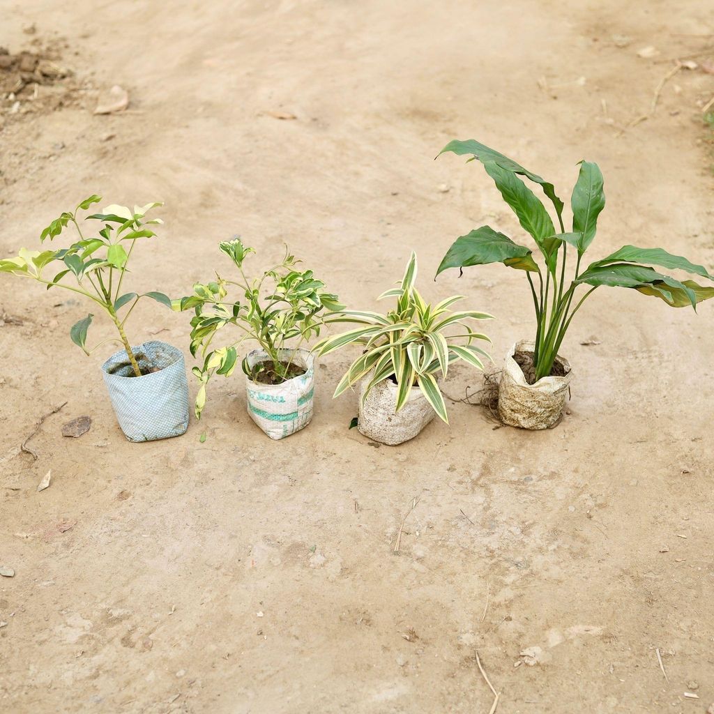 Buy Indoor Plants Combo - Set of 4 - (Schefflera Green and Variegated, Song of India & Peace Lily) in 5 Inch Nursery Bag Online | Urvann.com Indoor Plants Combo - Set of 4 - (Schefflera Green and Variegated, Song of India & Peace Lily) in 5 Inch Nursery Bag