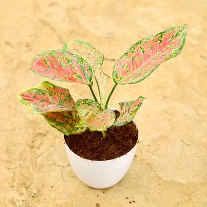 Buy Aglaonema Pink Dalmatian in 6 Inch White Premium Orchid Round Plastic Pot Online | Urvann.com