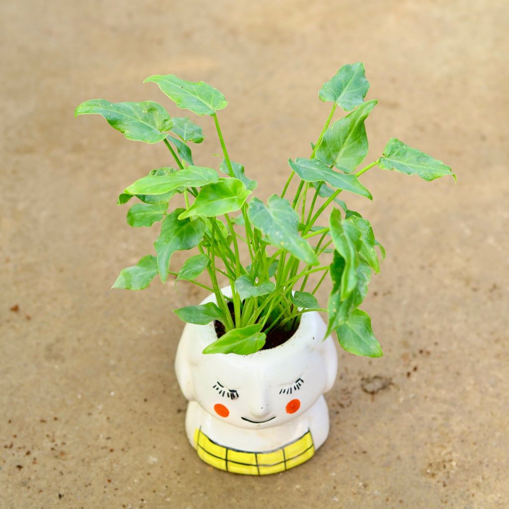 Buy Xanadu Green in 5 Inch Cute Baby face Designer Ceramic Pot (any colour) Online | Urvann.com Xanadu Green in 5 Inch Cute Baby face Designer Ceramic Pot (any colour)