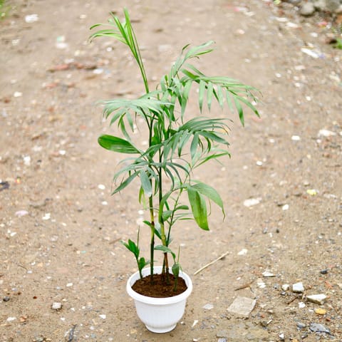 Cane / Bamboo Palm (~ 2 Ft) in 10 Inch Classy White Plastic Pot