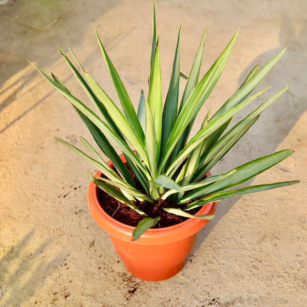 Buy Silver Yucca in 10 Inch Classy Red Plastic Pot | Urvann.com Silver Yucca in 10 Inch Classy Red Plastic Pot