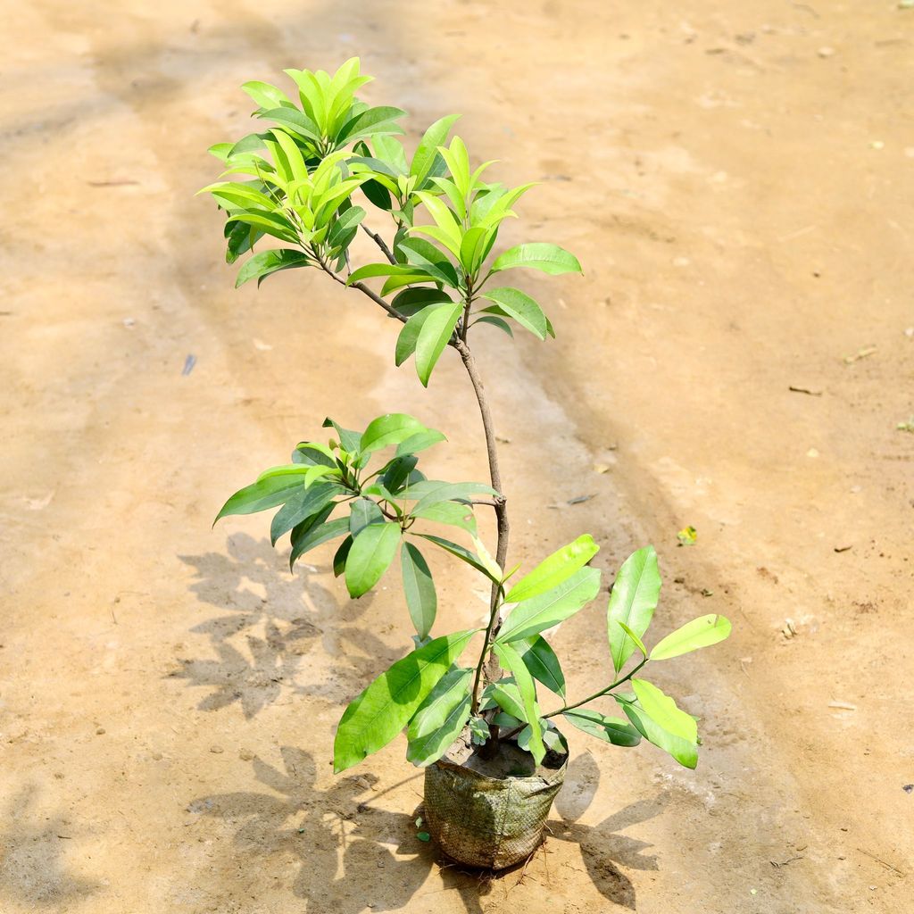 Buy Grafted Chiku / Sapodilla in 7 Inch Nursery Bag Online | Urvann.com Grafted Chiku / Sapodilla in 7 Inch Nursery Bag