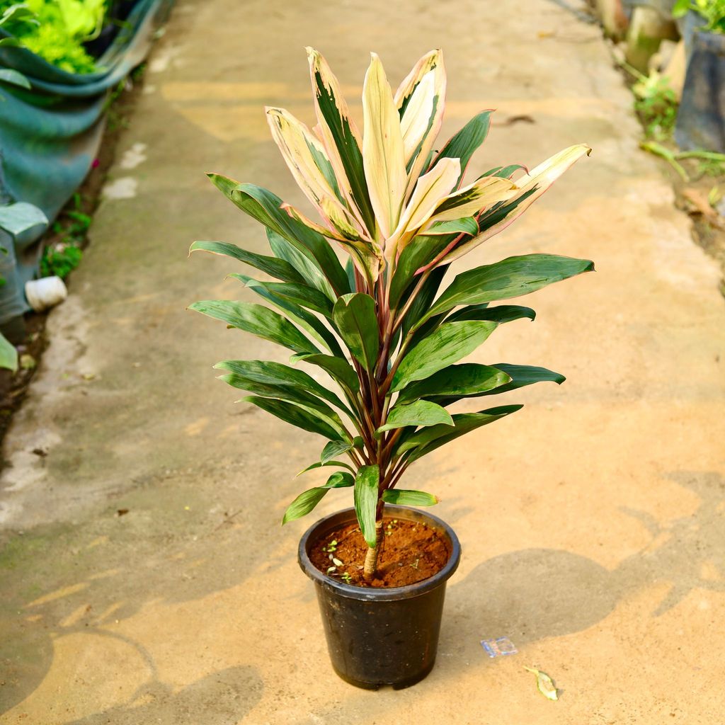 Dracaena Cordyline Yellow in Inch Nursery Pot