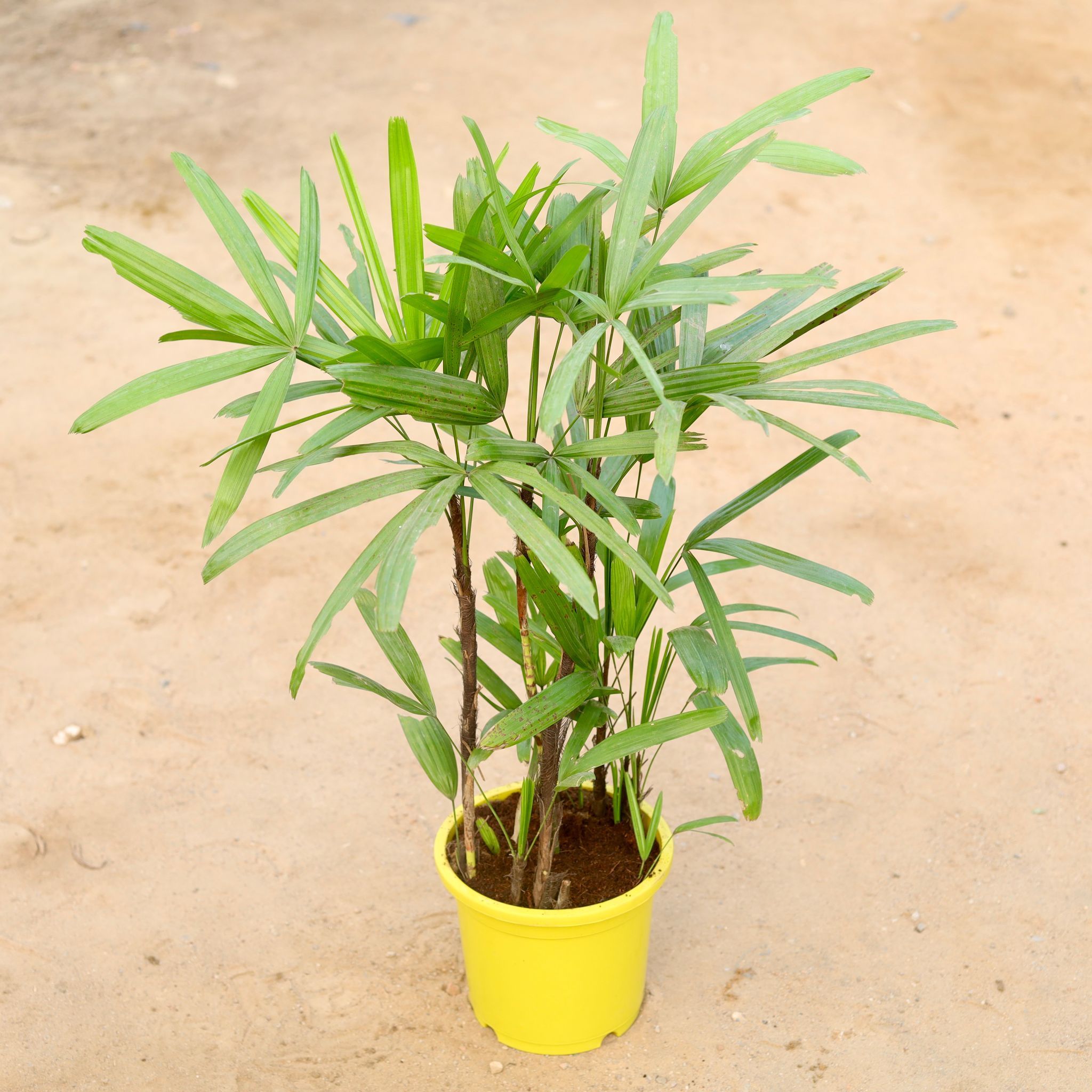 Rhapis Palm in 9 Inch Colorful Nursery Pot