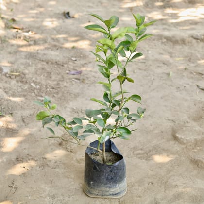 Buy Mosambi / Sweet Lemon in 10 Inch Nursery bag Online | Urvann.com