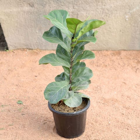 Fiddle Leaf Fig / Ficus Lyrata in 8 Inch Nursery Pot