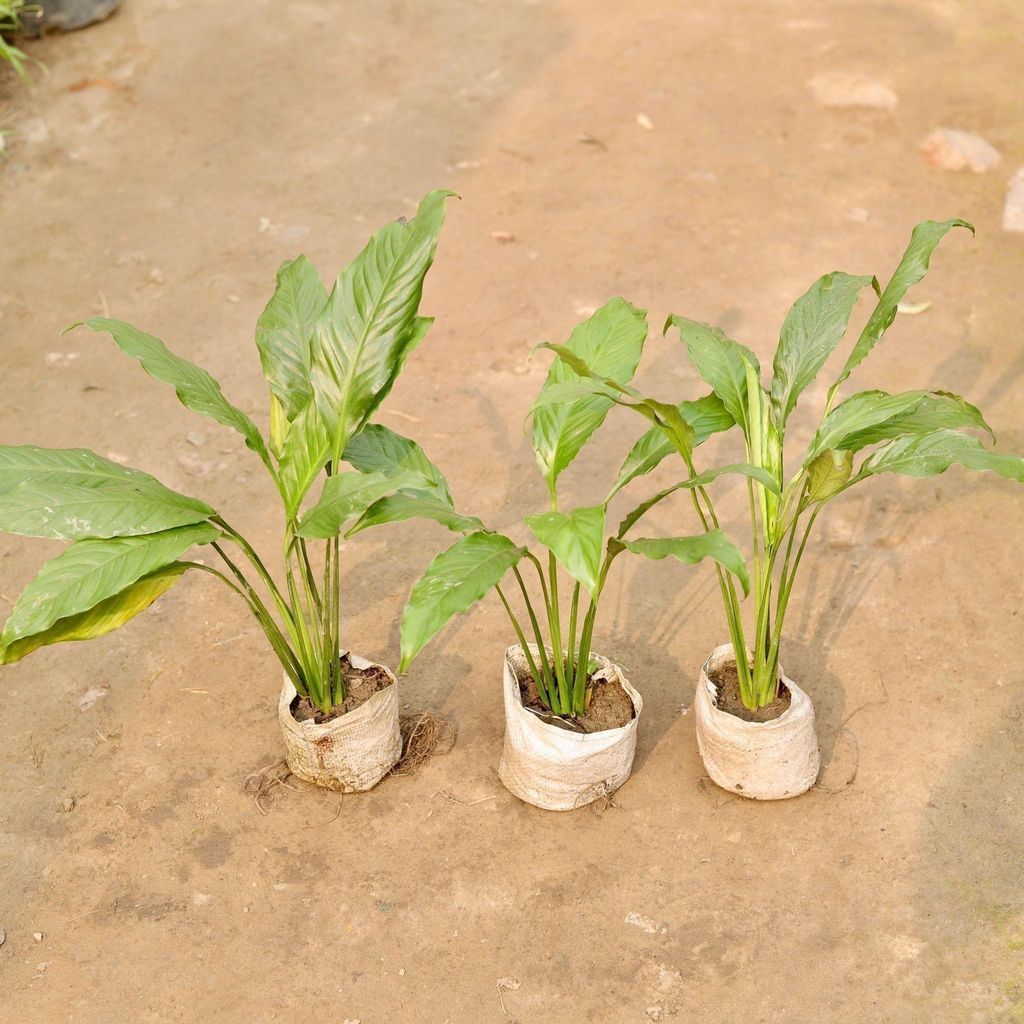 Set of 3 - Peace Lily in 5 Inch Nursery Bag
