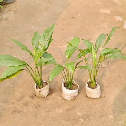 Buy Set of 3 - Peace Lily   in 5 Inch Nursery Bag Online | Urvann.com