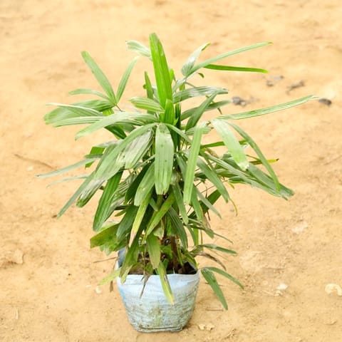 Raphis / Rhaphis Palm in 10 Inch Nursery Bag