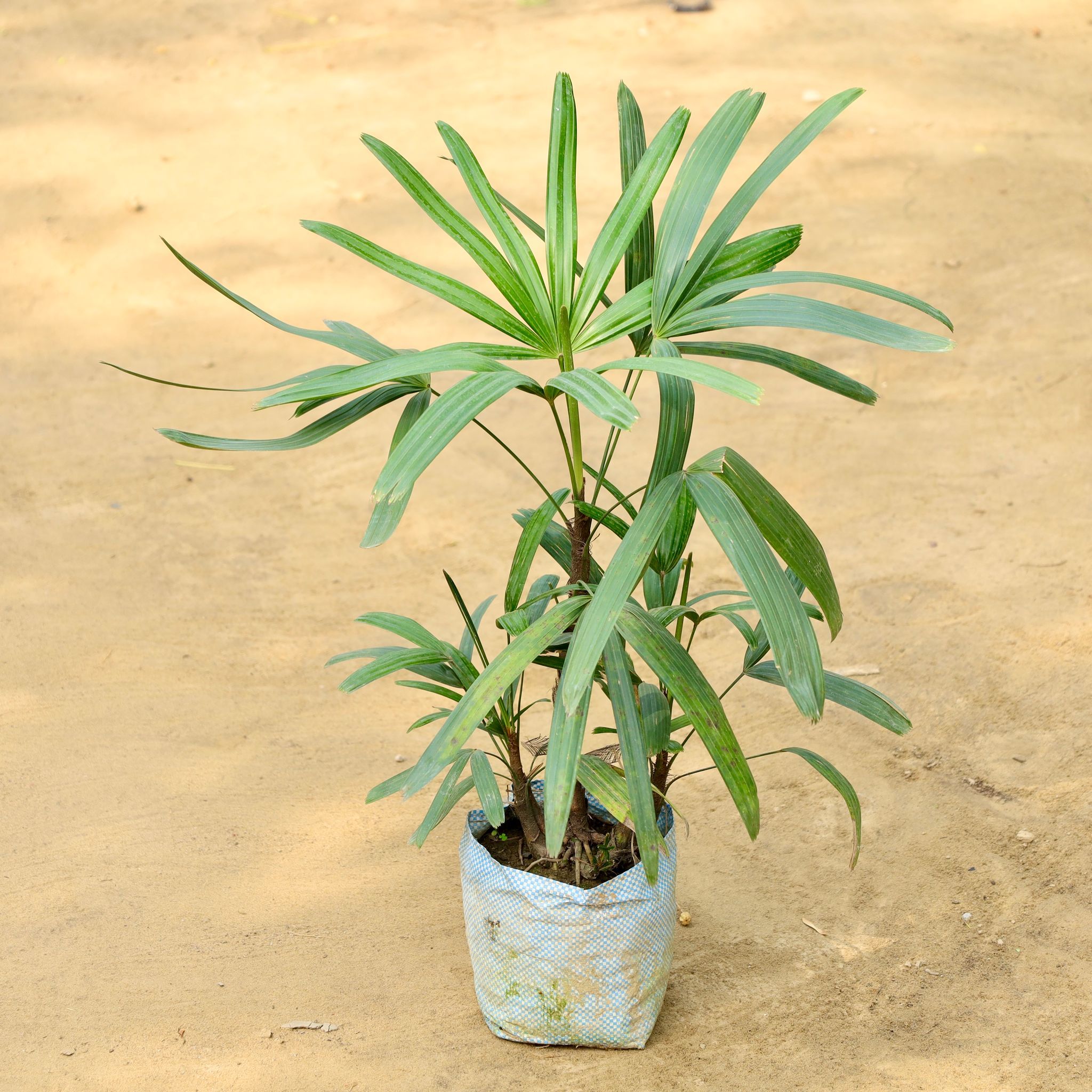 Raphis Palm (2-3 Ft) in 8 Inch Nursery Bag