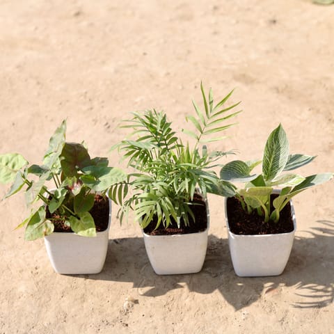 Set Of 3 - Chamaedorea Palm, Sygonium Green & Philodendron Birkin in 4 Inch Classy White Square Plastic Pot