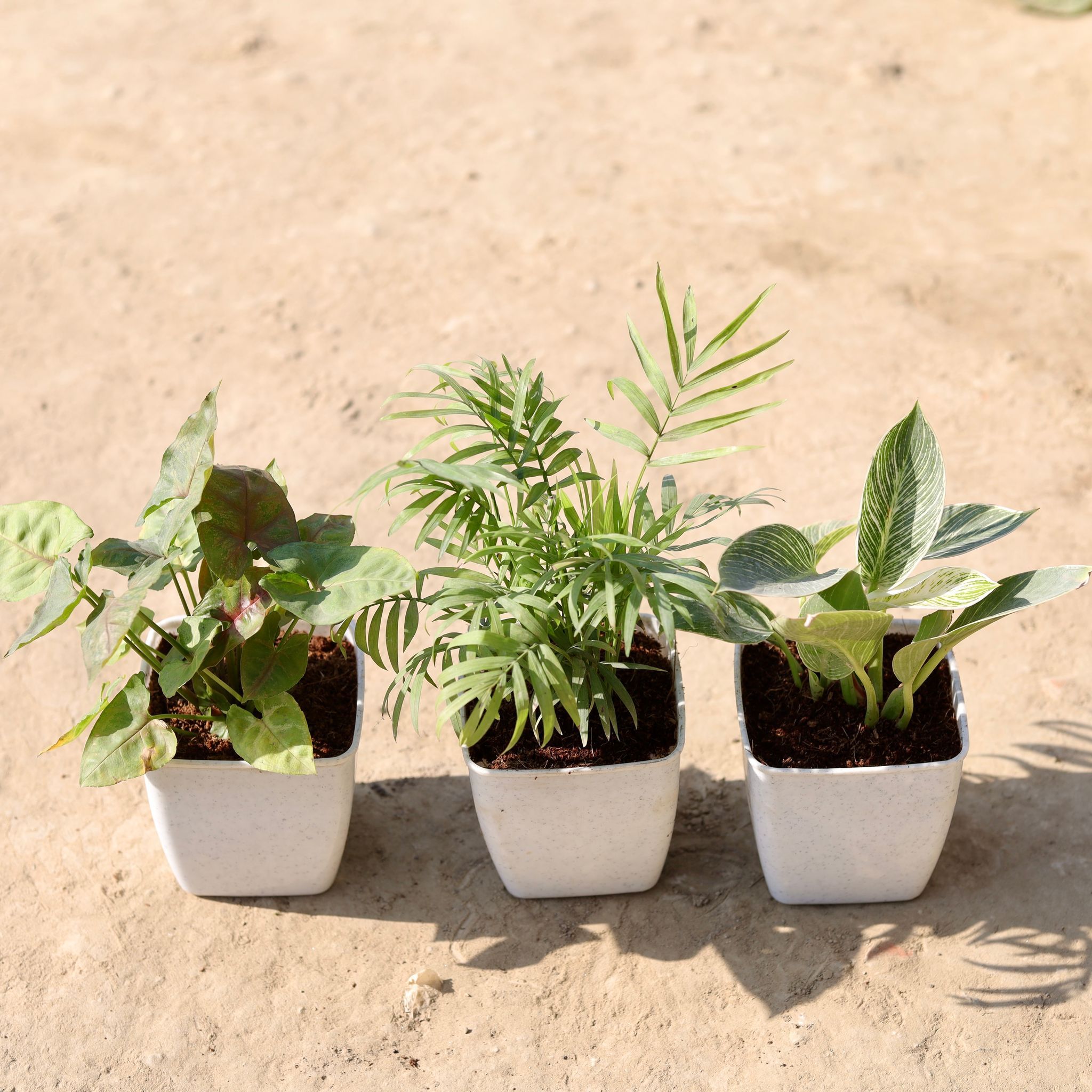 Set Of 3 - Chamaedorea Palm, Sygonium Green & Philodendron Birkin in 4 Inch Classy White Square Plastic Pot