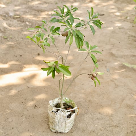 Chiku / Sapodilla (2-2.5 Ft) in 7 Inch Nursery bag
