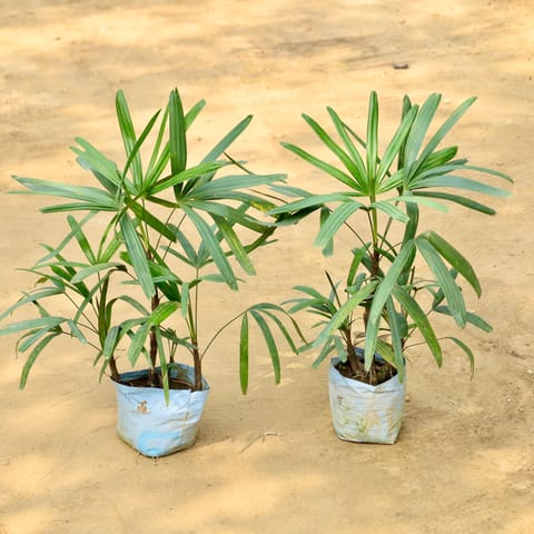 Set of 2 - Raphis Palm in 8 Inch Nursery Bag