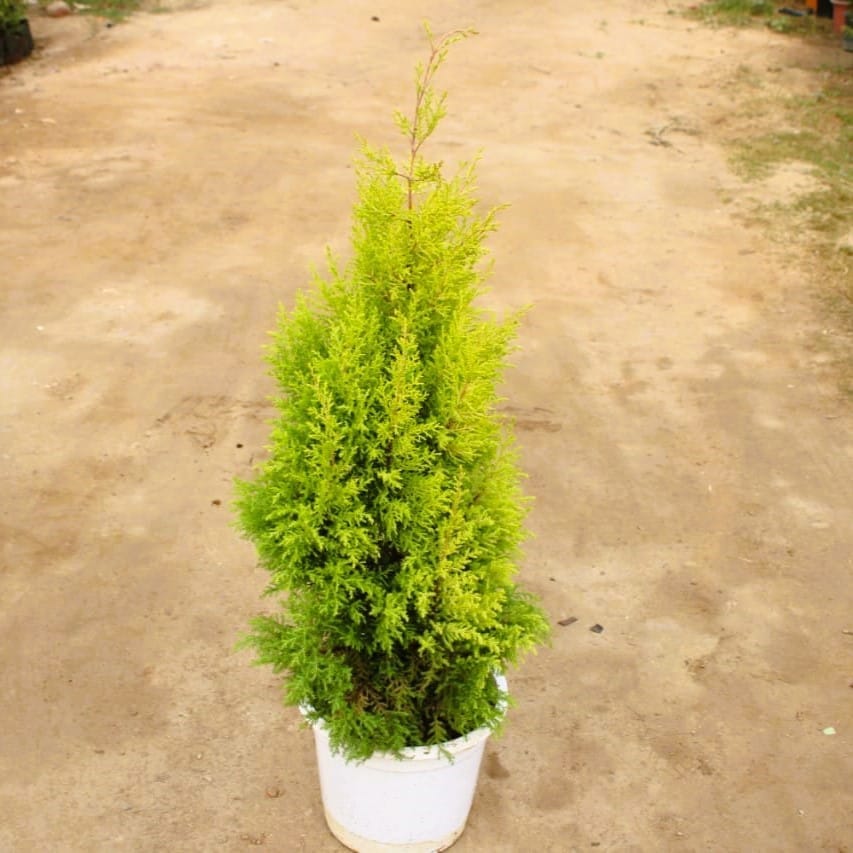 Cypress Golden in 12 Inch White Nursery Pot