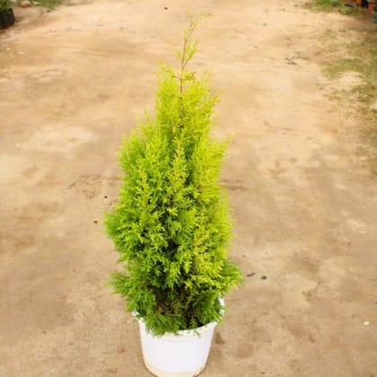 Buy Cypress Golden in 12 Inch White Nursery Pot in 5 Inch Nursery Bag Online | Urvann.com