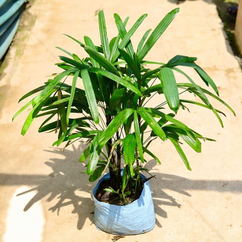 Raphis Palm in 10 Inch Nursery Bag