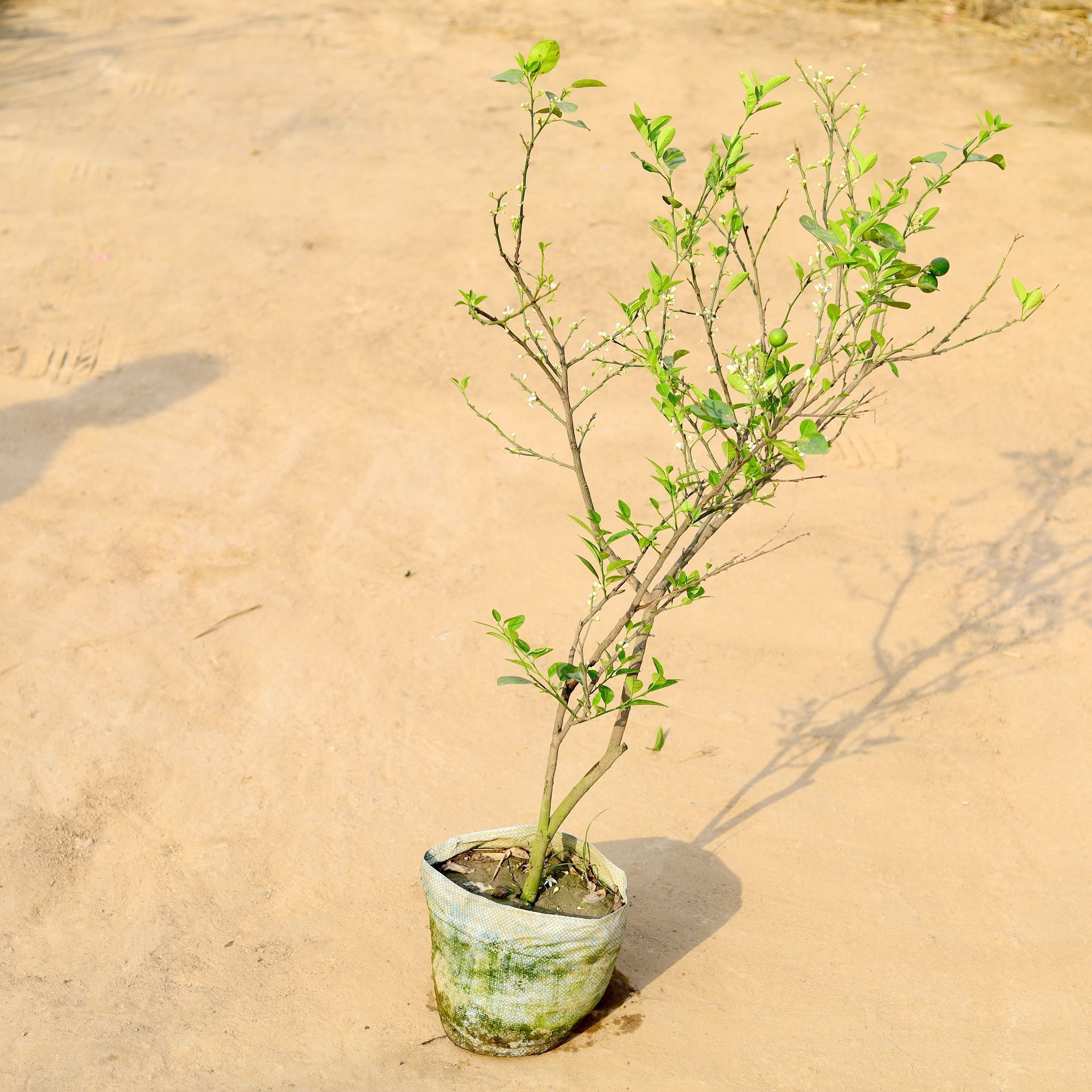 Kagzi Lemon / Nimbu all season in 10 Inch Nursery Bag