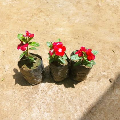 Buy Set of 3 - Vinca / Periwinkle / Sadabahar (any colour) in 3 Inch Nursery bag Online | Urvann.com