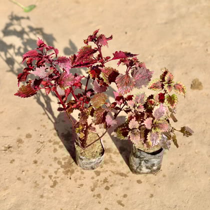 Buy Set Of 2 - Coleus Brown & Red Brown (Any Colour) in 4 Inch Nursery bag Online | Urvann.com