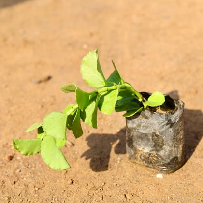 Buy Grape IVY / Arabian Wax Vine  in 4 Inch Nursery Bag Online | Urvann.com