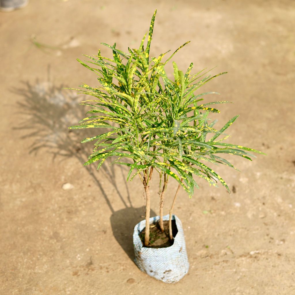 Buy Croton Chironji in 4 Inch Nursery Bag Online | Urvann.com Croton Chironji in 4 Inch Nursery Bag