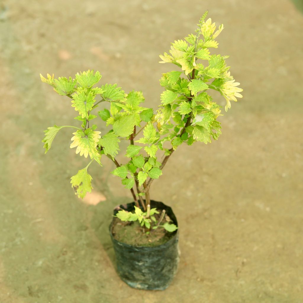 Buy Coleus (Any Colour) (Any Design) in 5 Inch Nursery Bag Online | Urvann.com Coleus (Any Colour) (Any Design) in 4 Inch Nursery Bag