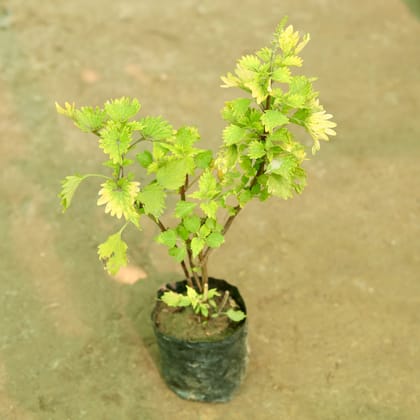 Buy Coleus (Any Colour) (Any Design) in 5 Inch Nursery Bag Online | Urvann.com