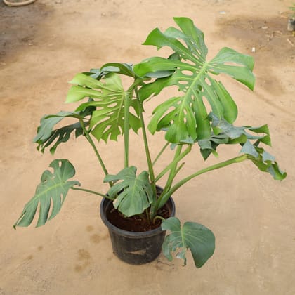 Buy Monstera Deliciosa in 12 Inch Nursery Pot Online | Urvann.com