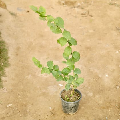 Buy Mogra / Jasmine in 6 Inch Nursery Pot Online | Urvann.com