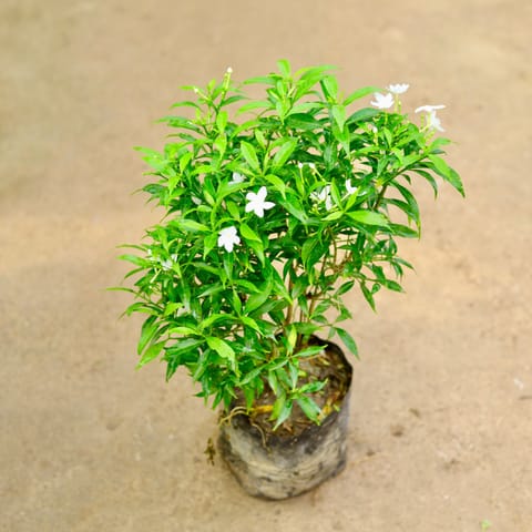 Chandni Dwarf White in 8 Inch Nursery Bag